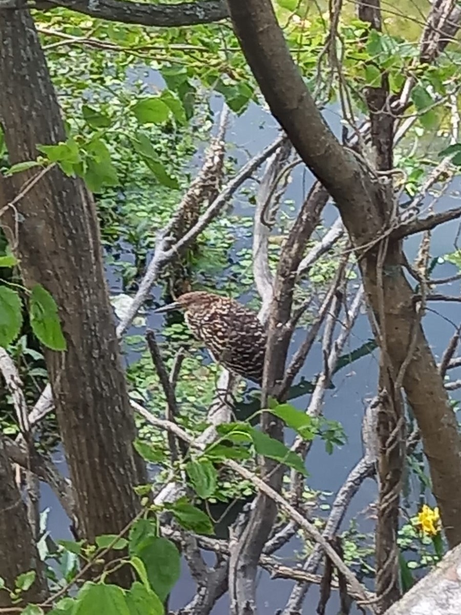 Rufescent Tiger-Heron - Club de Observadores de Aves Reserva Ecológica Costanera Norte