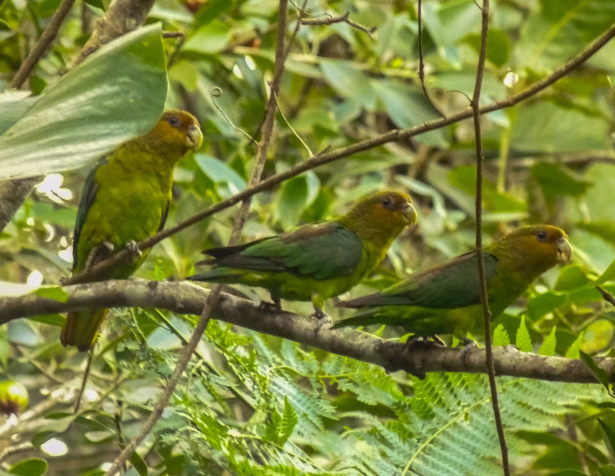 Golden-tailed Parrotlet - ML382947901