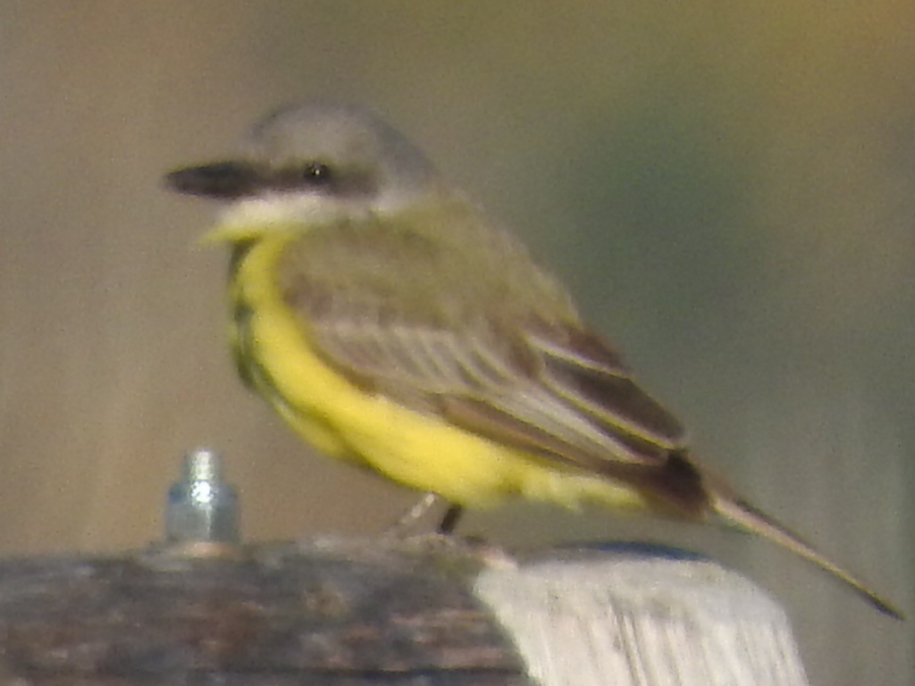 Tropical Kingbird - ML38294811
