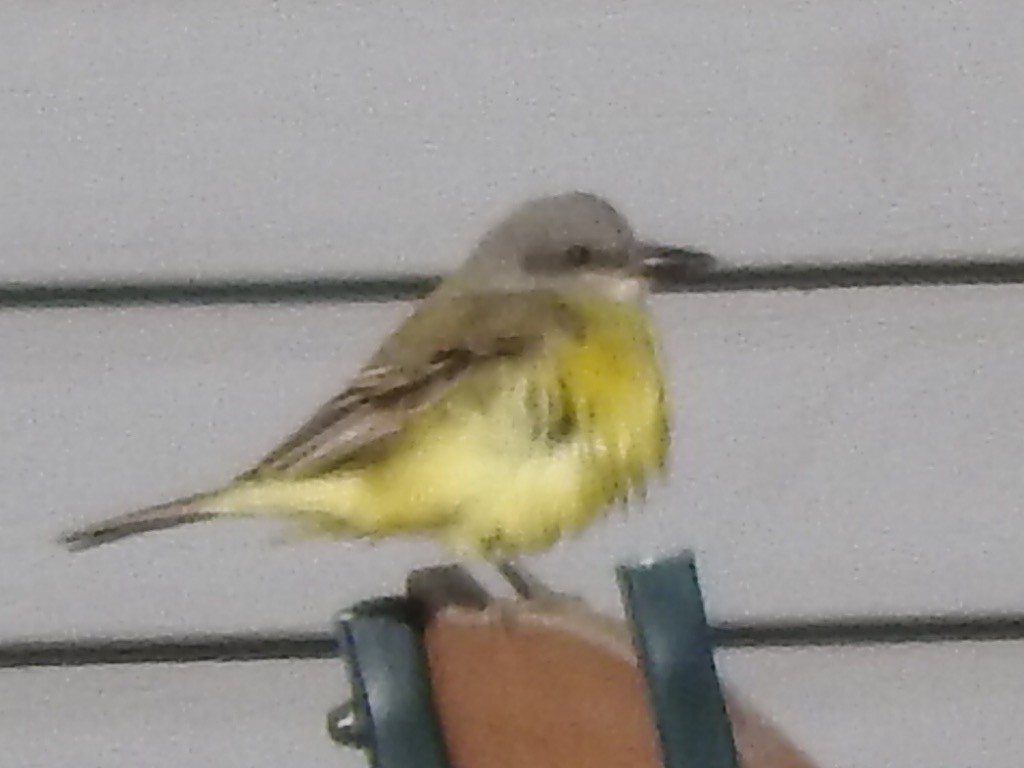 Tropical Kingbird - ML38294831