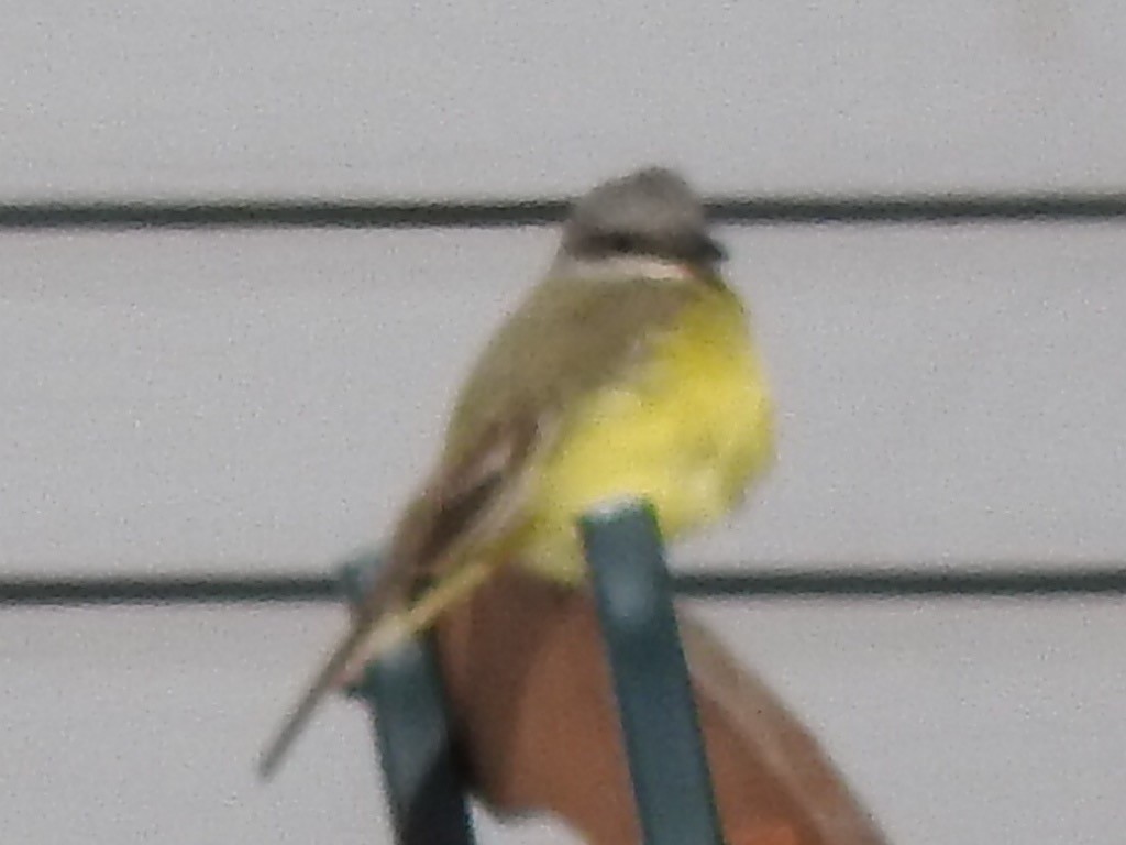 Tropical Kingbird - ML38294851