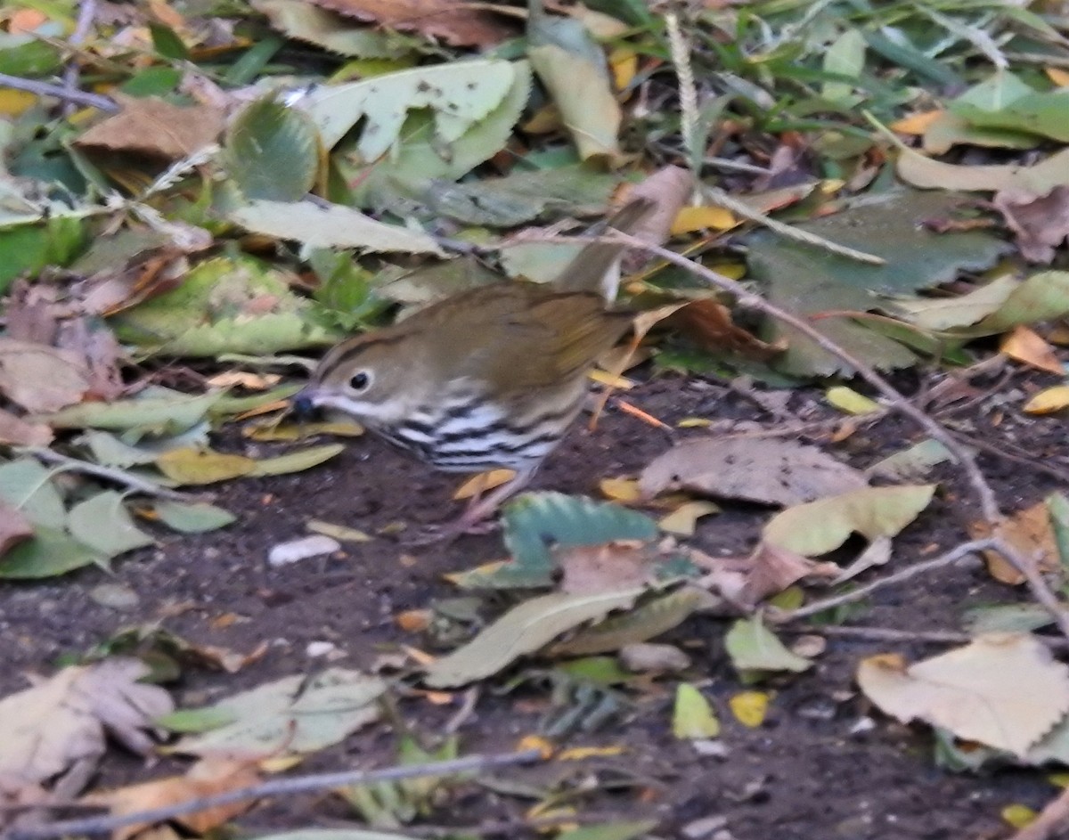 Ovenbird - ML382949881