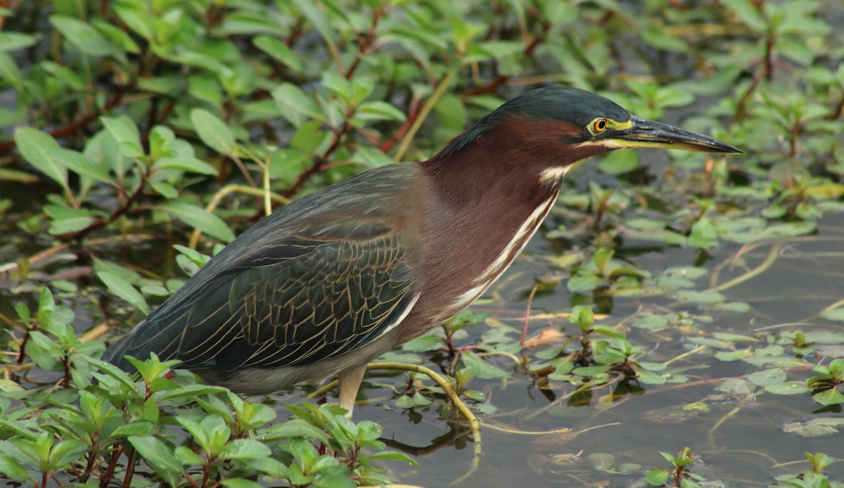 Green Heron - Samuel Samudio