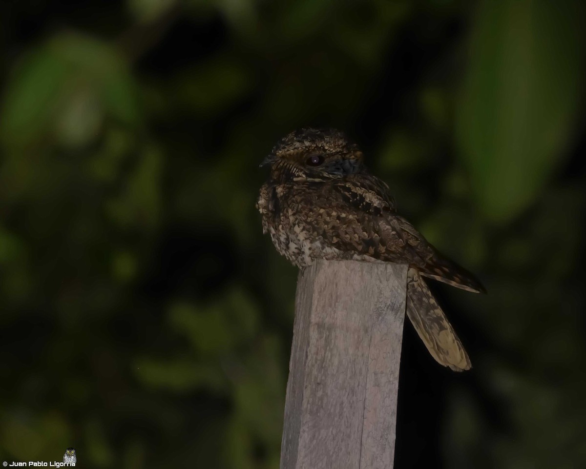 Yucatan Nightjar - Juan Pablo Ligorria