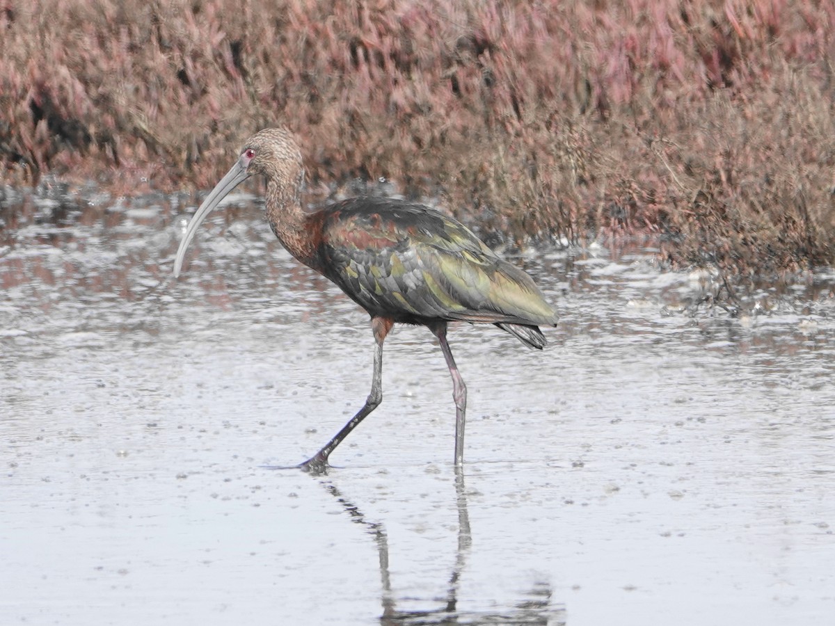 White-faced Ibis - Gary Martindale