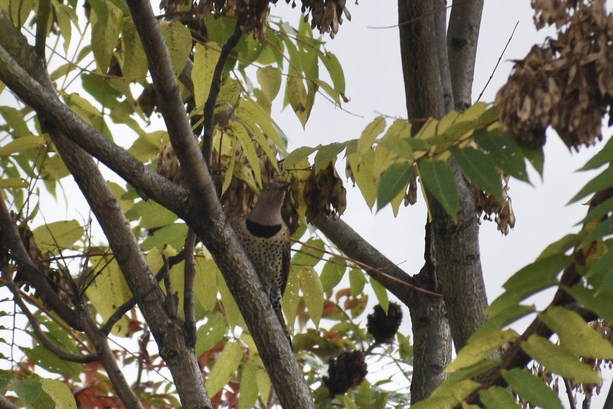 Northern Flicker - ML382952091