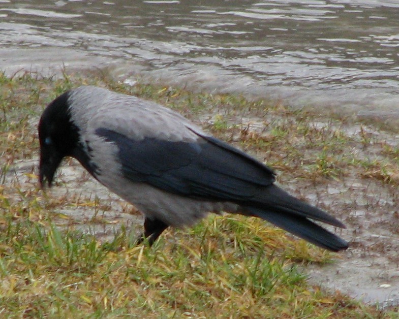 Саарал хэрээ - ML382952201