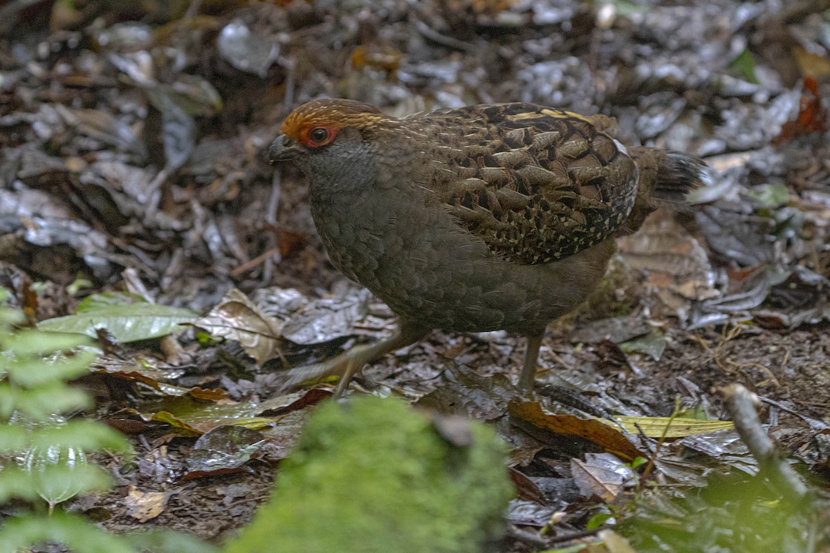 Spot-winged Wood-Quail - ML382952561