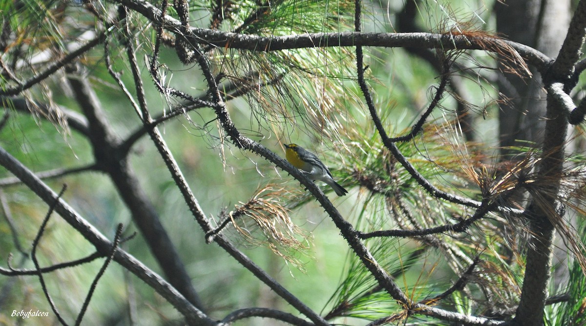 Grace's Warbler - ML38295461