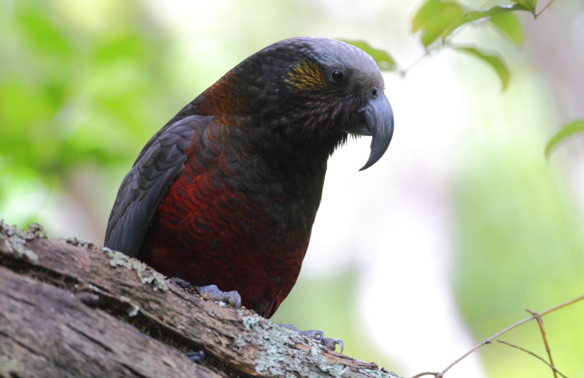 New Zealand Kaka - ML38295531