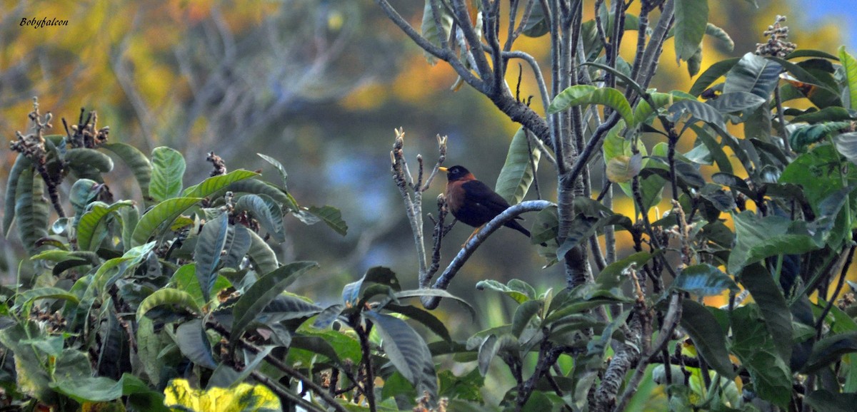 Rufous-collared Robin - ML38295561