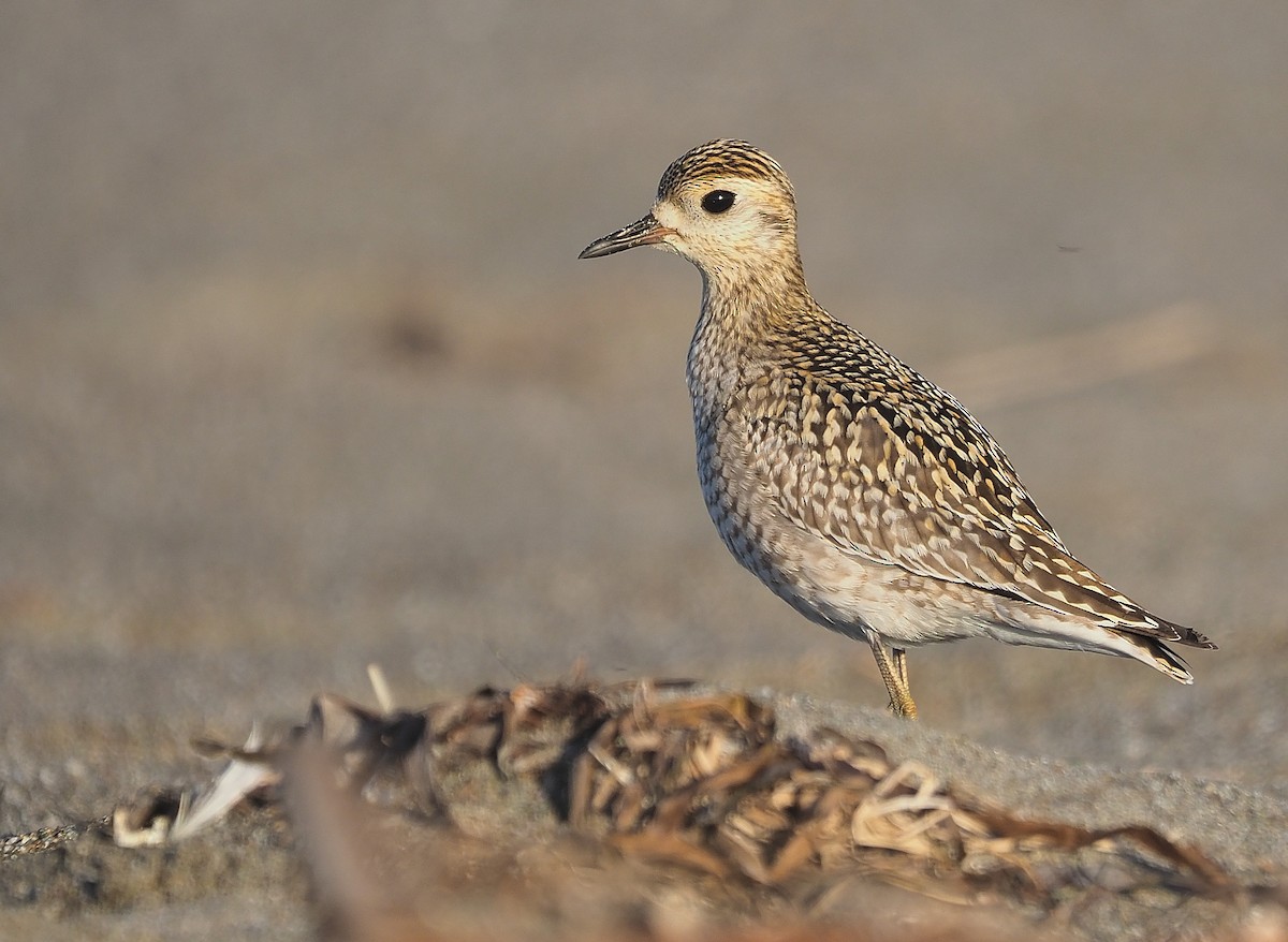 Urre-txirri siberiarra - ML382957111