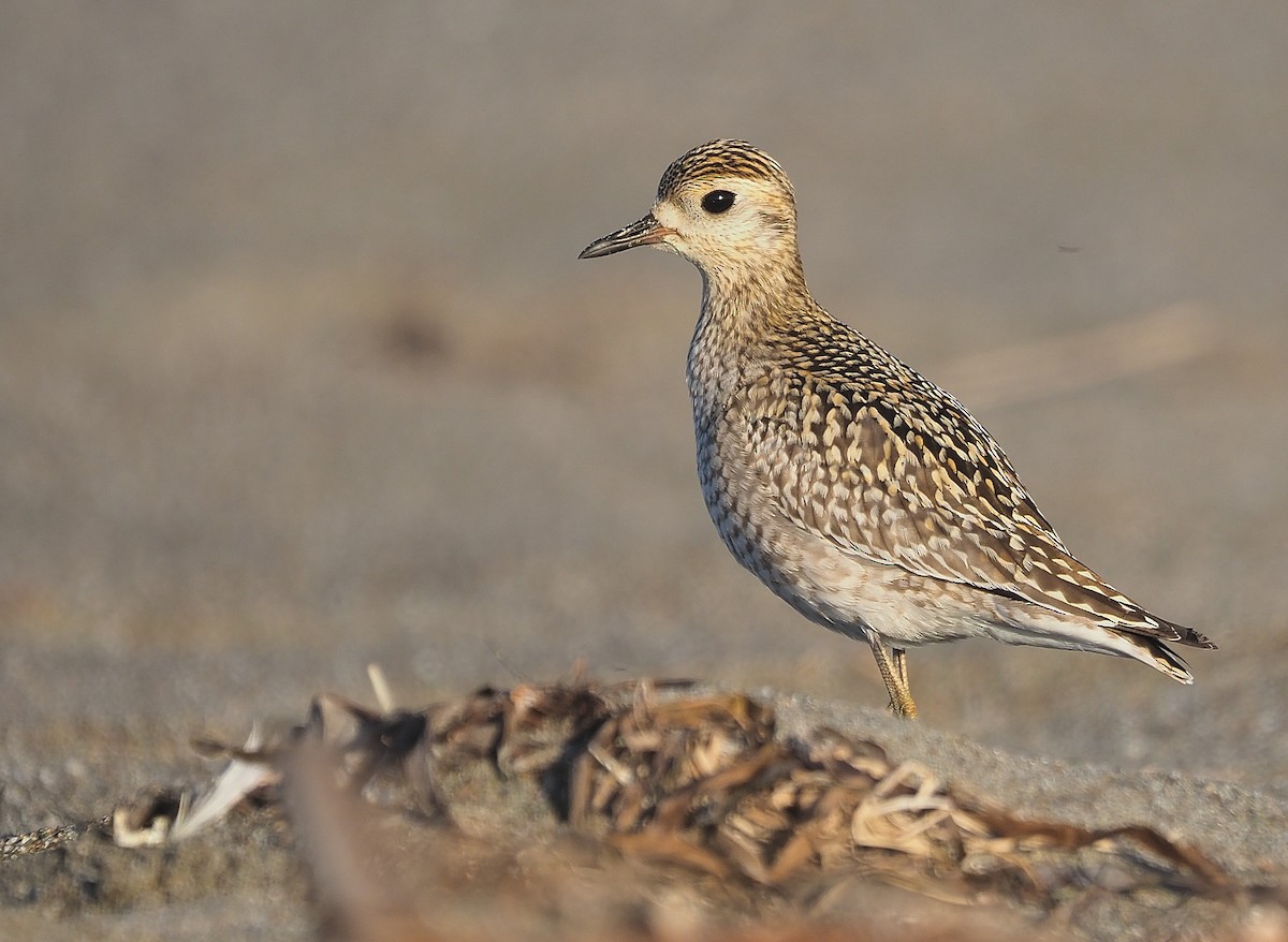 Pacific Golden-Plover - ML382957111