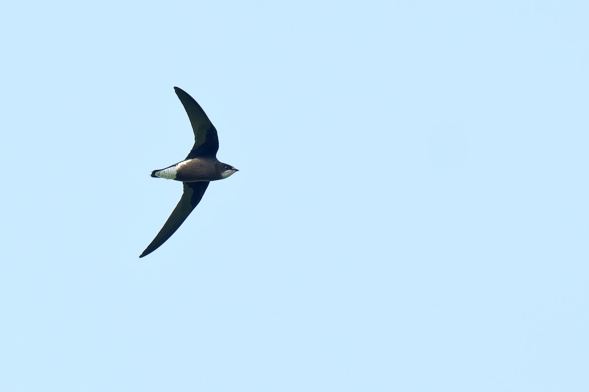 White-throated Needletail (White-lored) - ML382957241