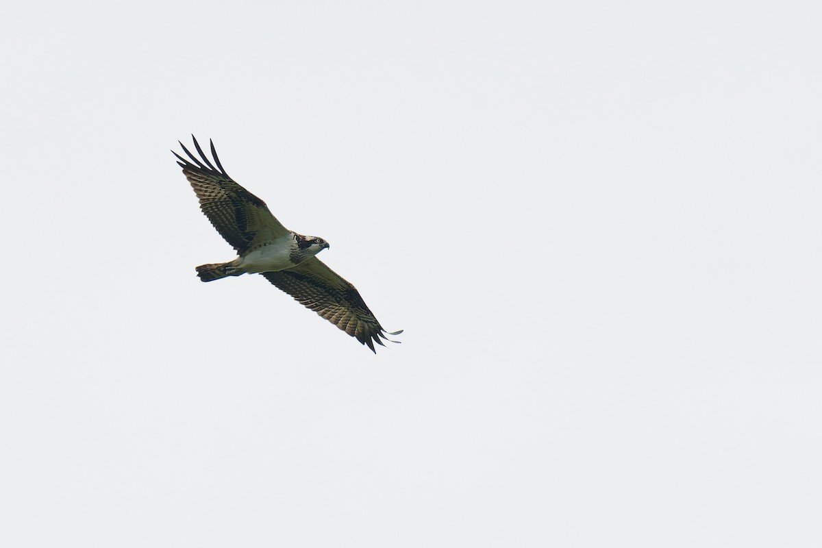 Osprey - ML382957381