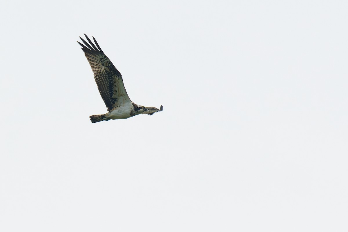 Osprey - ML382957391