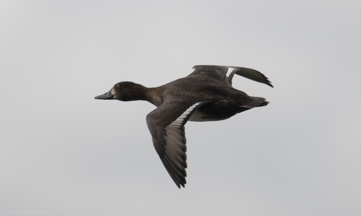 Lesser Scaup - Justin Labadie