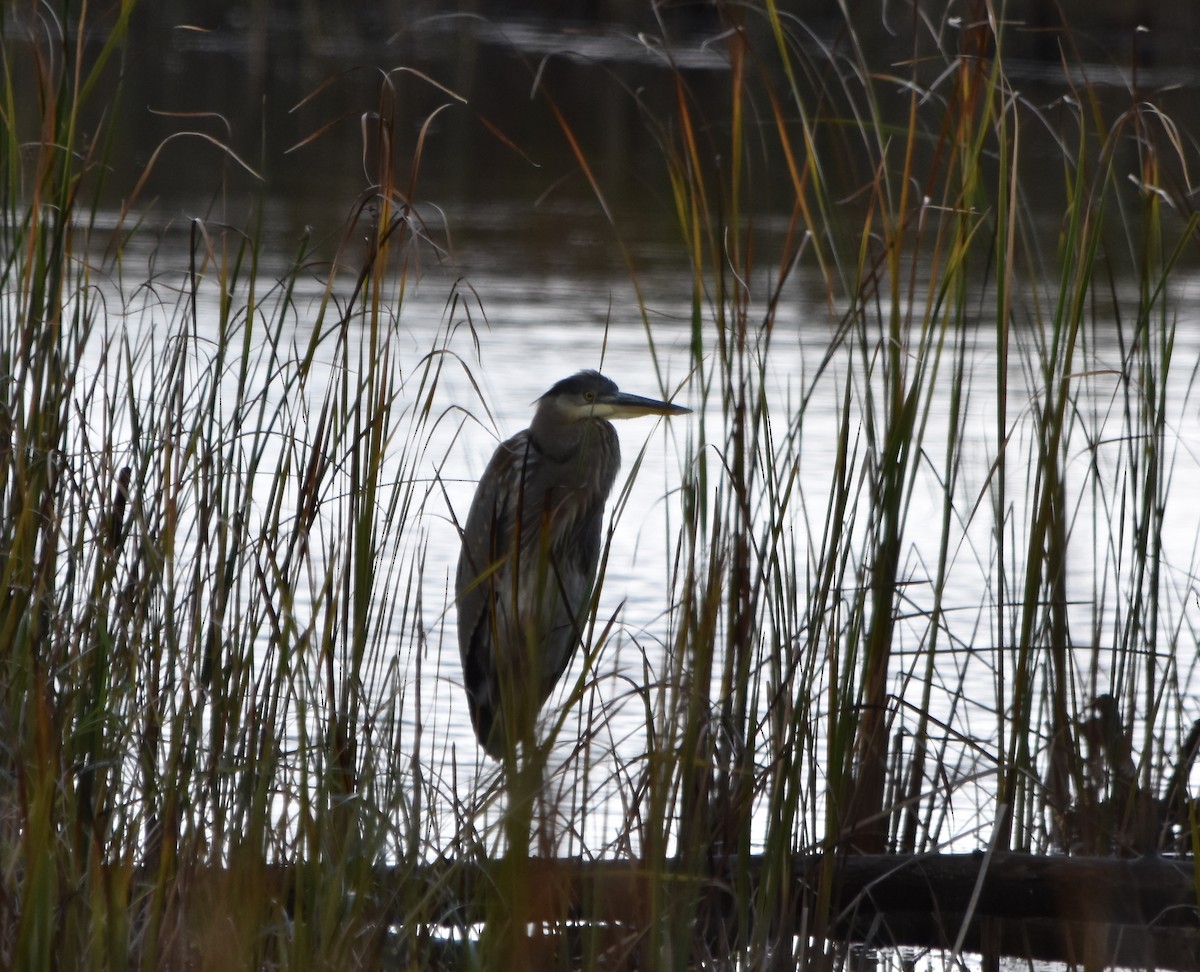 Great Blue Heron - ML382957901