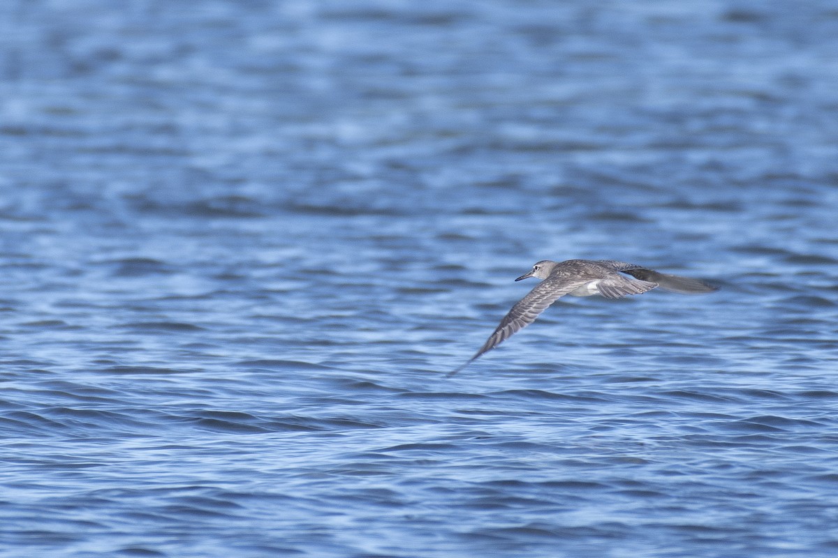 Gray-tailed Tattler - James Brookman