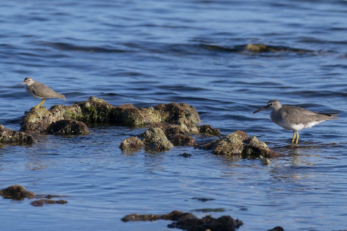 Gray-tailed Tattler - James Brookman