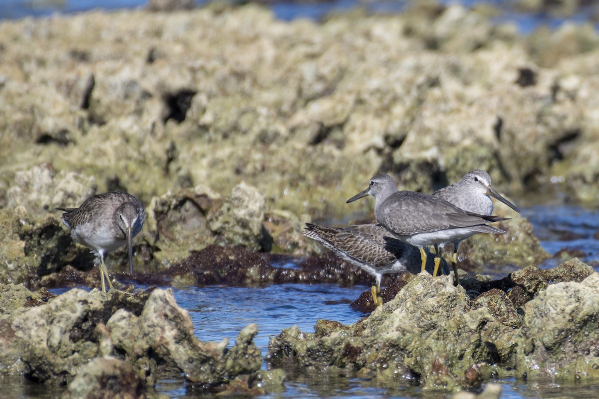 Gray-tailed Tattler - James Brookman