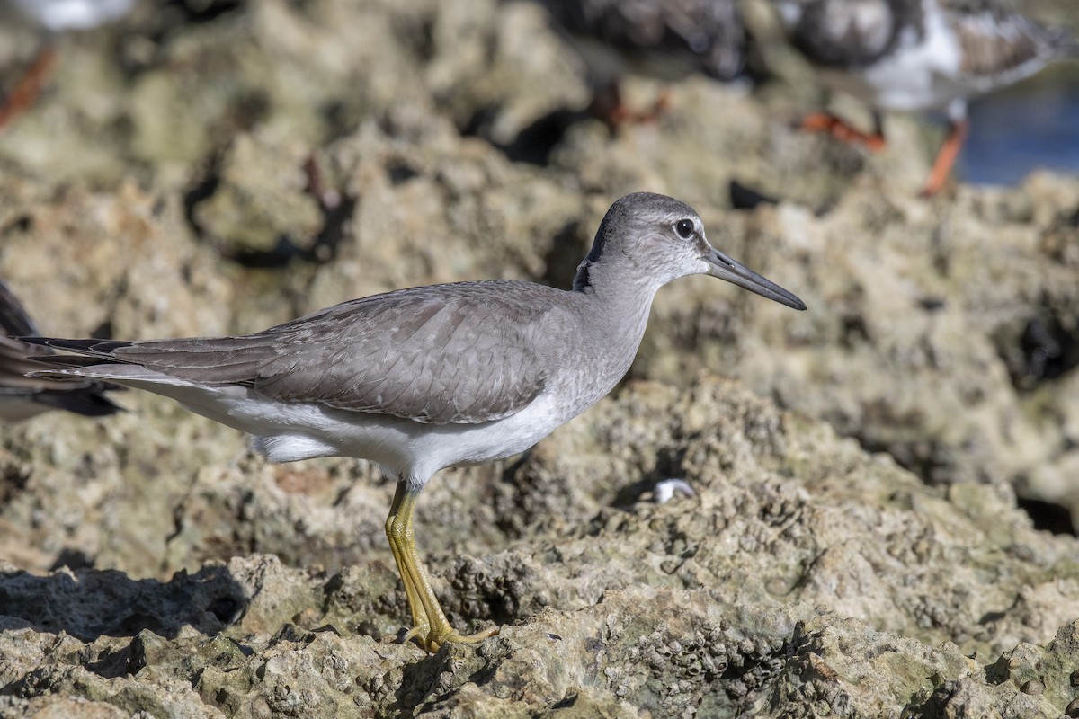 Gray-tailed Tattler - James Brookman