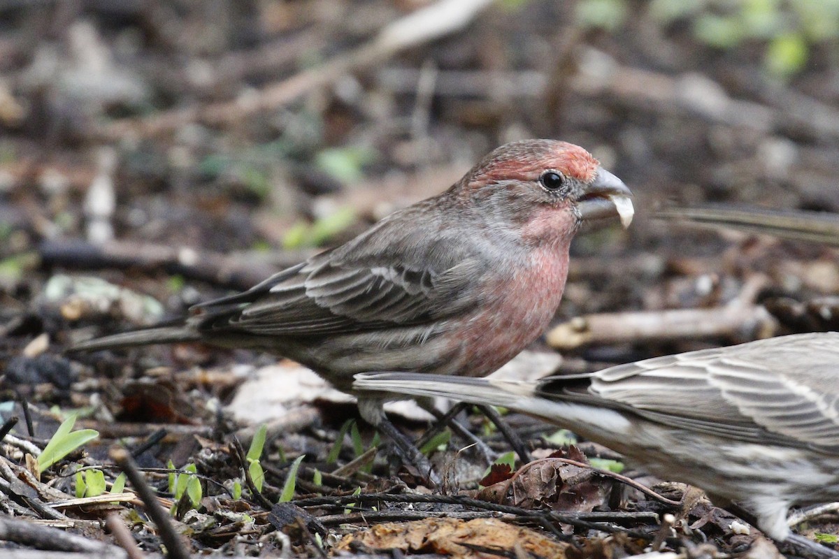 House Finch - Donna Pomeroy