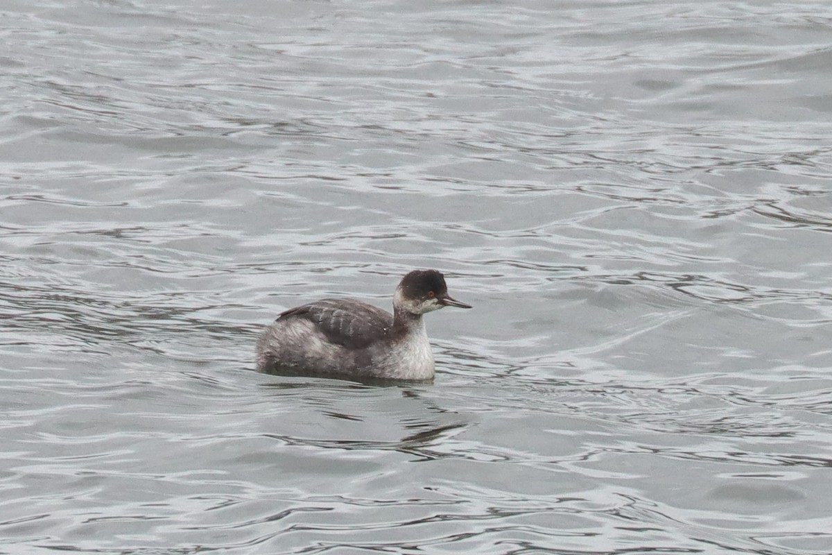 Eared Grebe - ML382961701