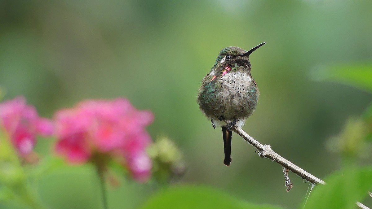 Slender-tailed Woodstar - Jorge  Quiroga