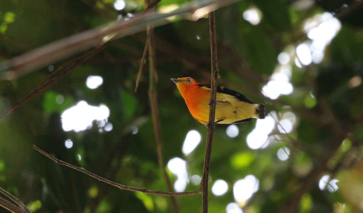 Band-tailed Manakin - ML382966641