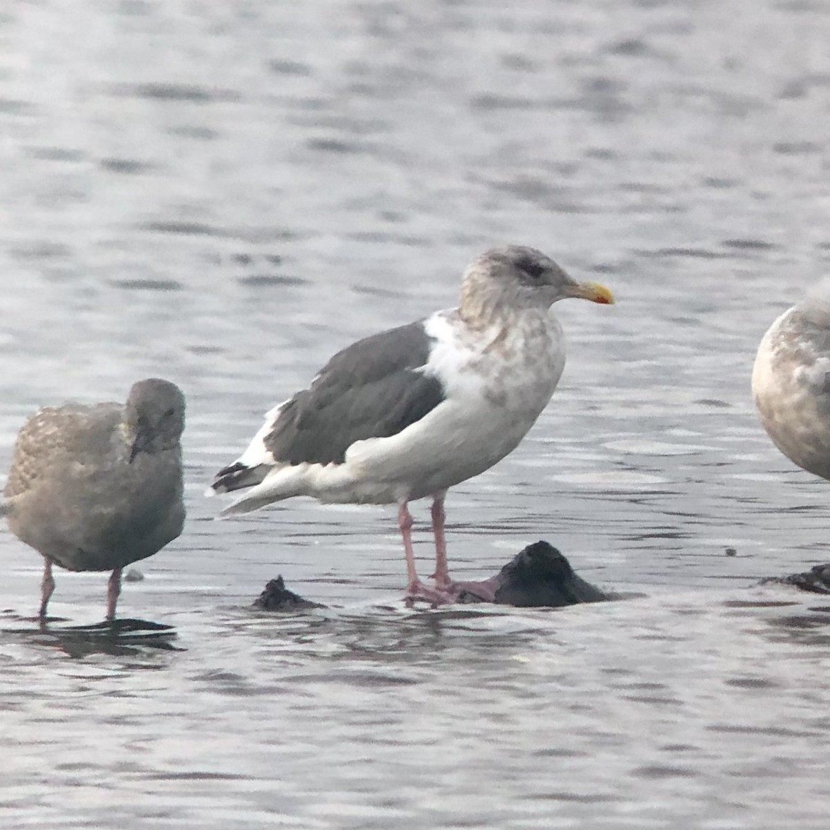 Slaty-backed Gull - ML382969201