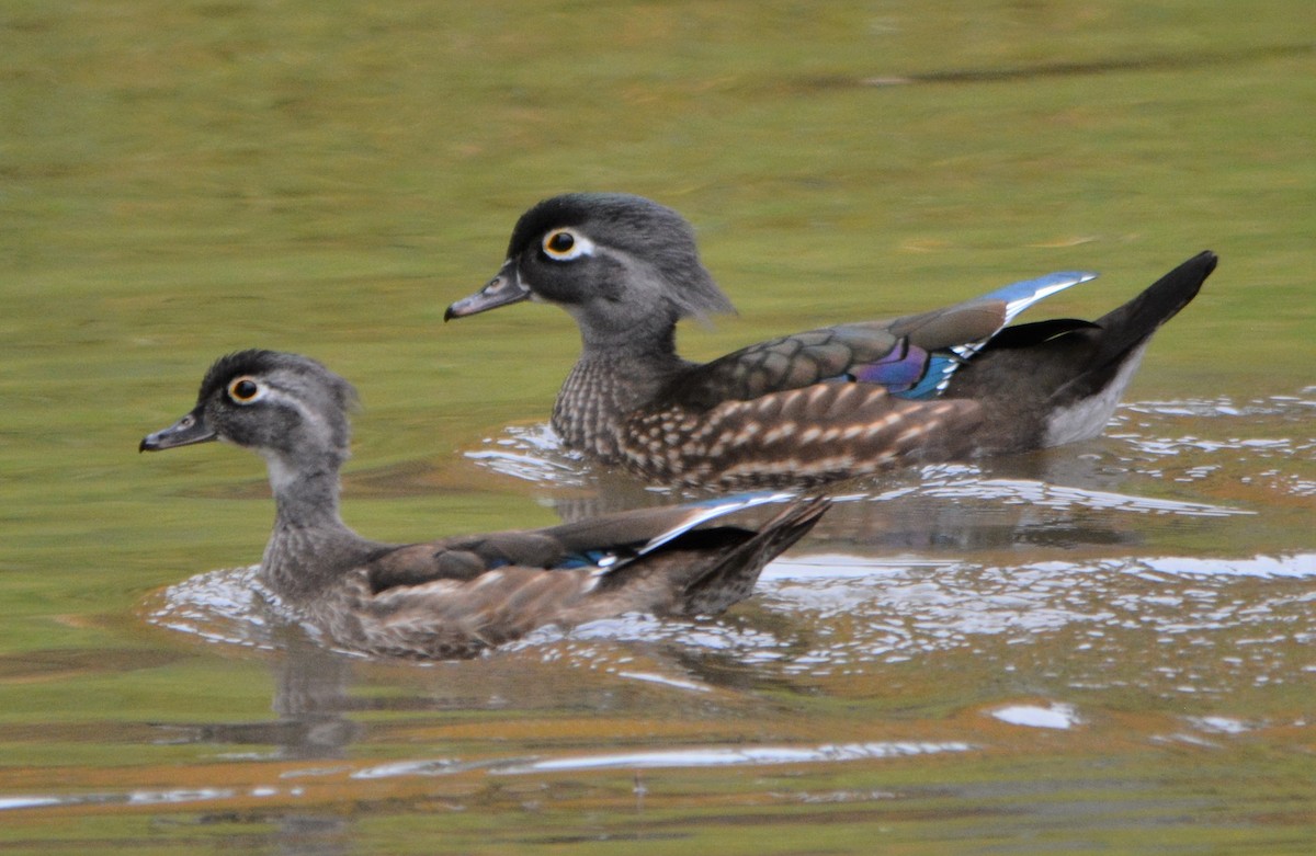 Wood Duck - Steve Mierzykowski