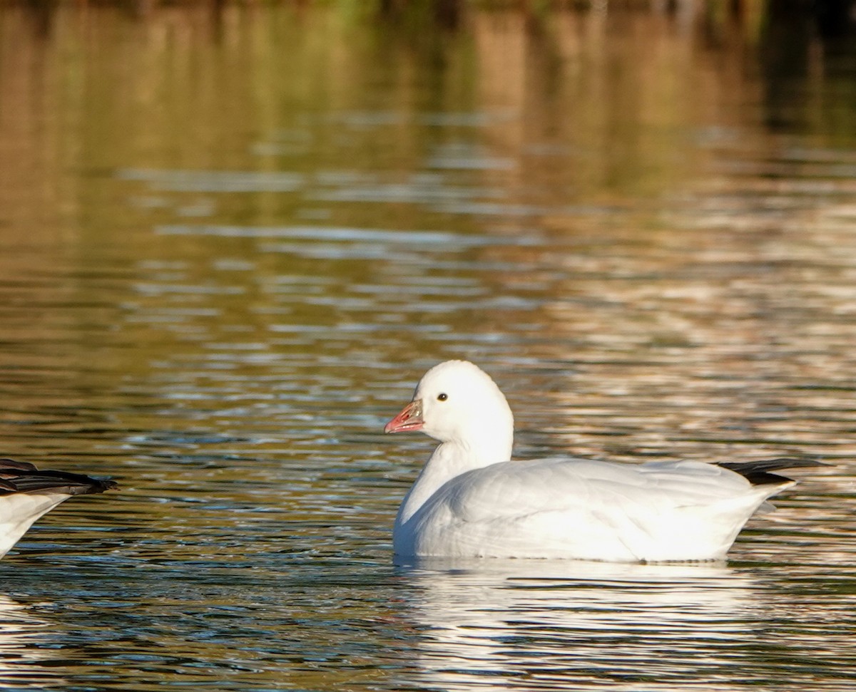 Ross's Goose - Megan Heneke