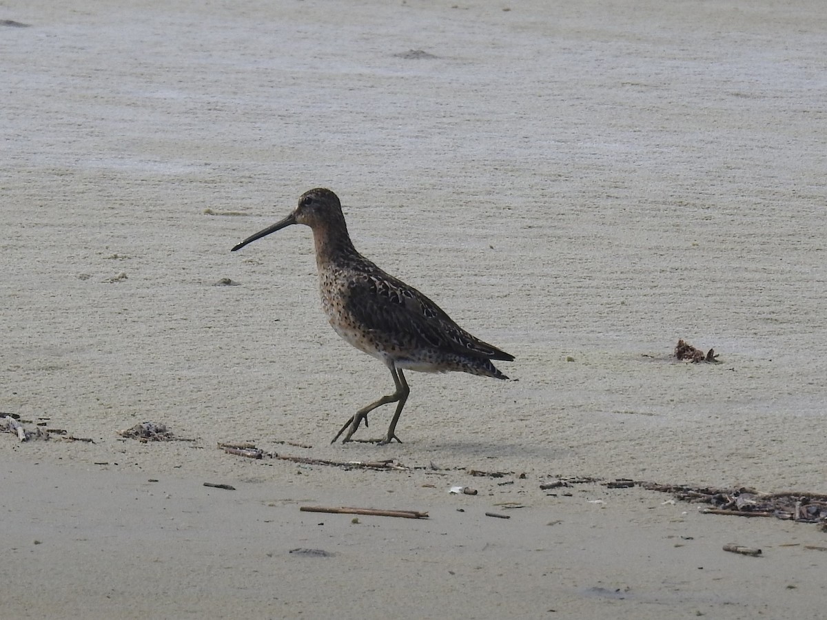 Short-billed Dowitcher - ML382970591