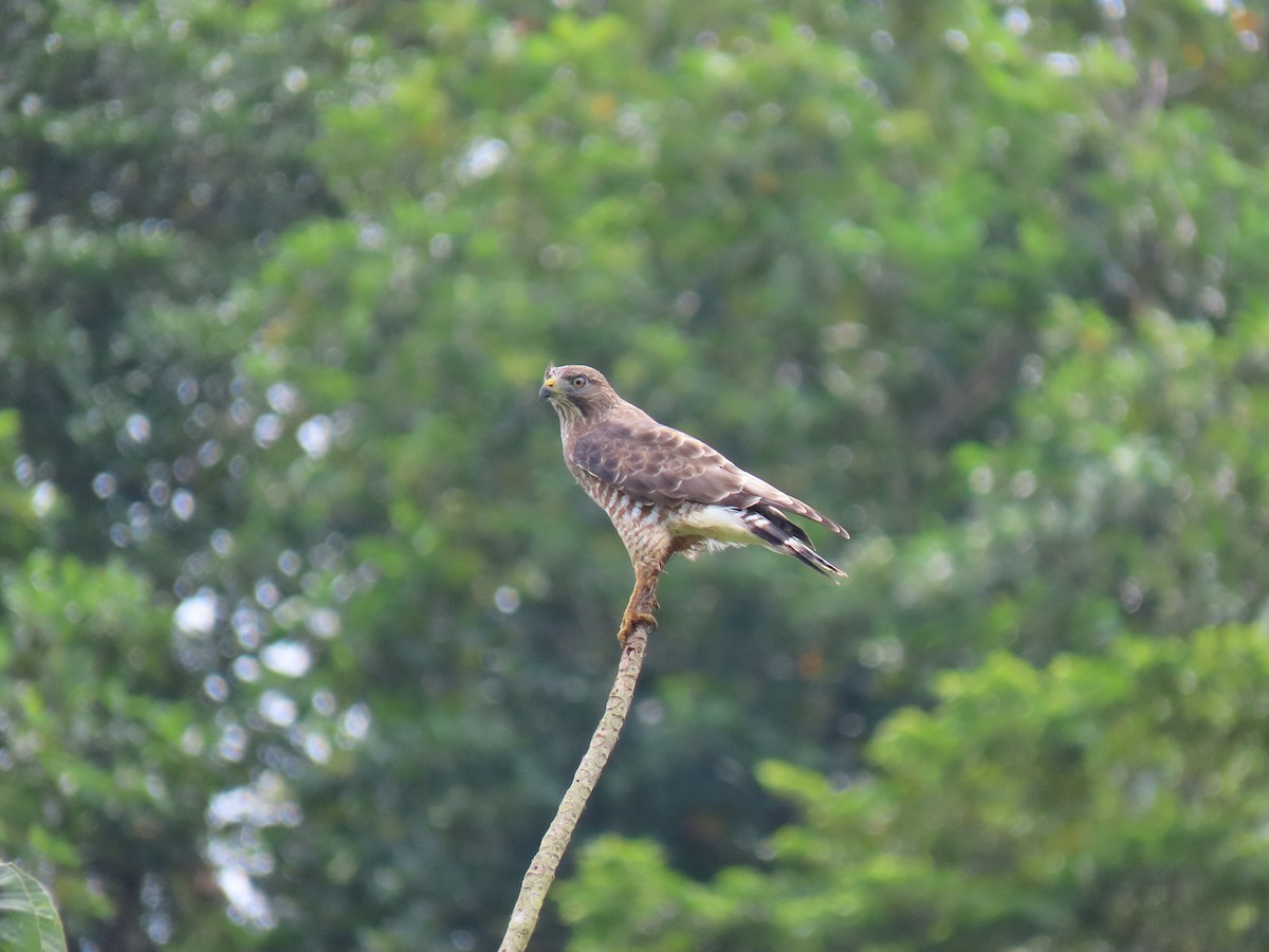 Broad-winged Hawk - Karla Aparicio (#HarpyFans) (@NatyCiencia507) (#BirdWatchers507)