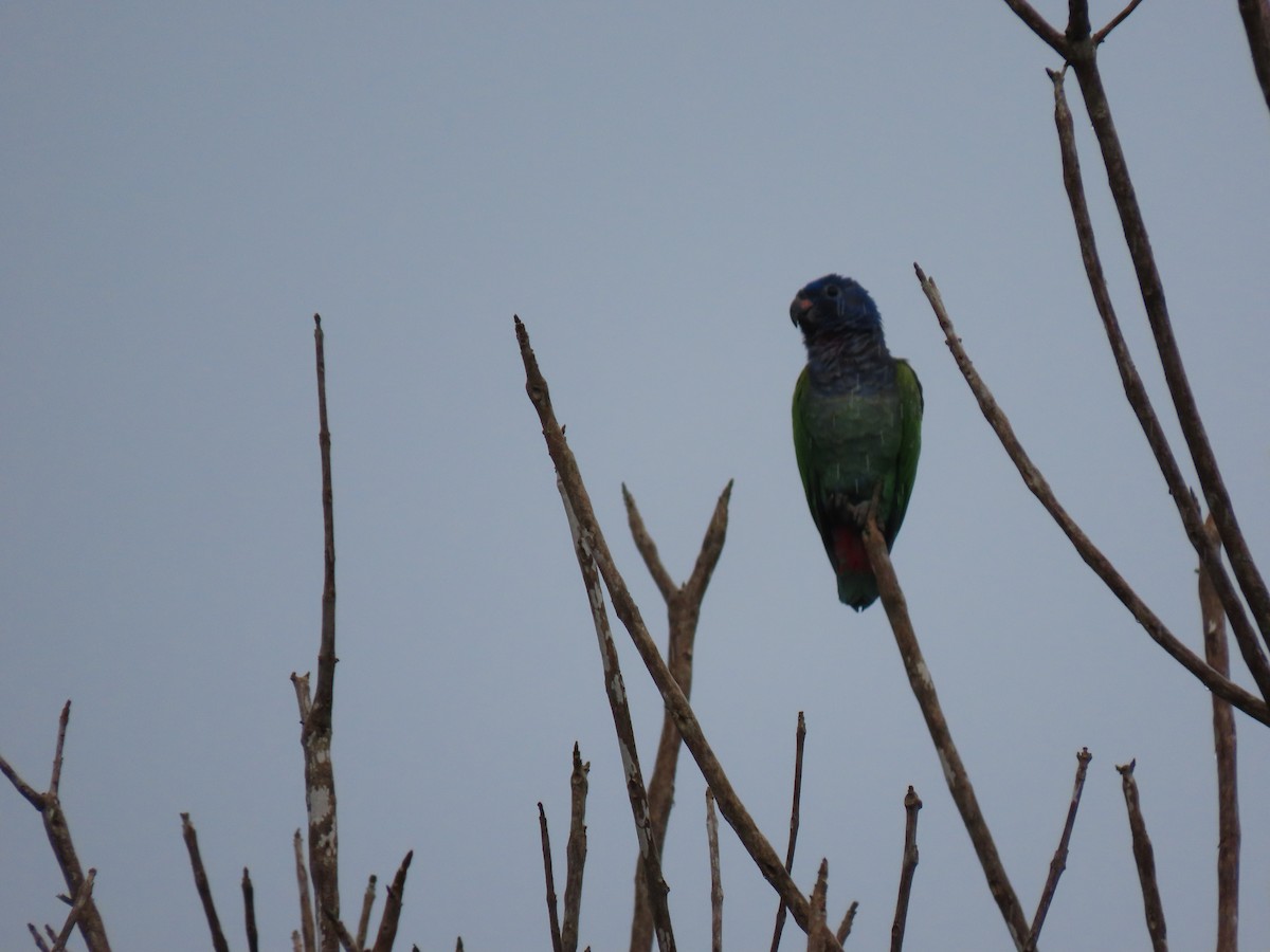 Blue-headed Parrot - ML382972281