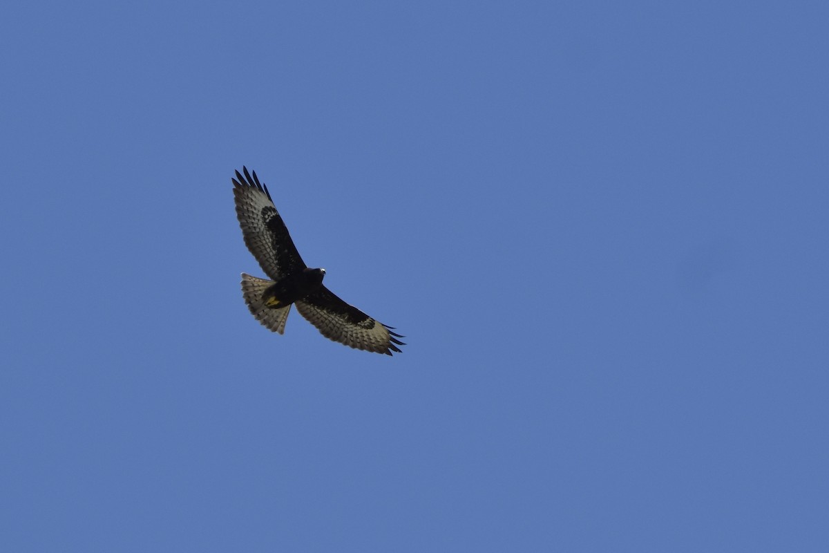 Short-tailed Hawk - ML382972401