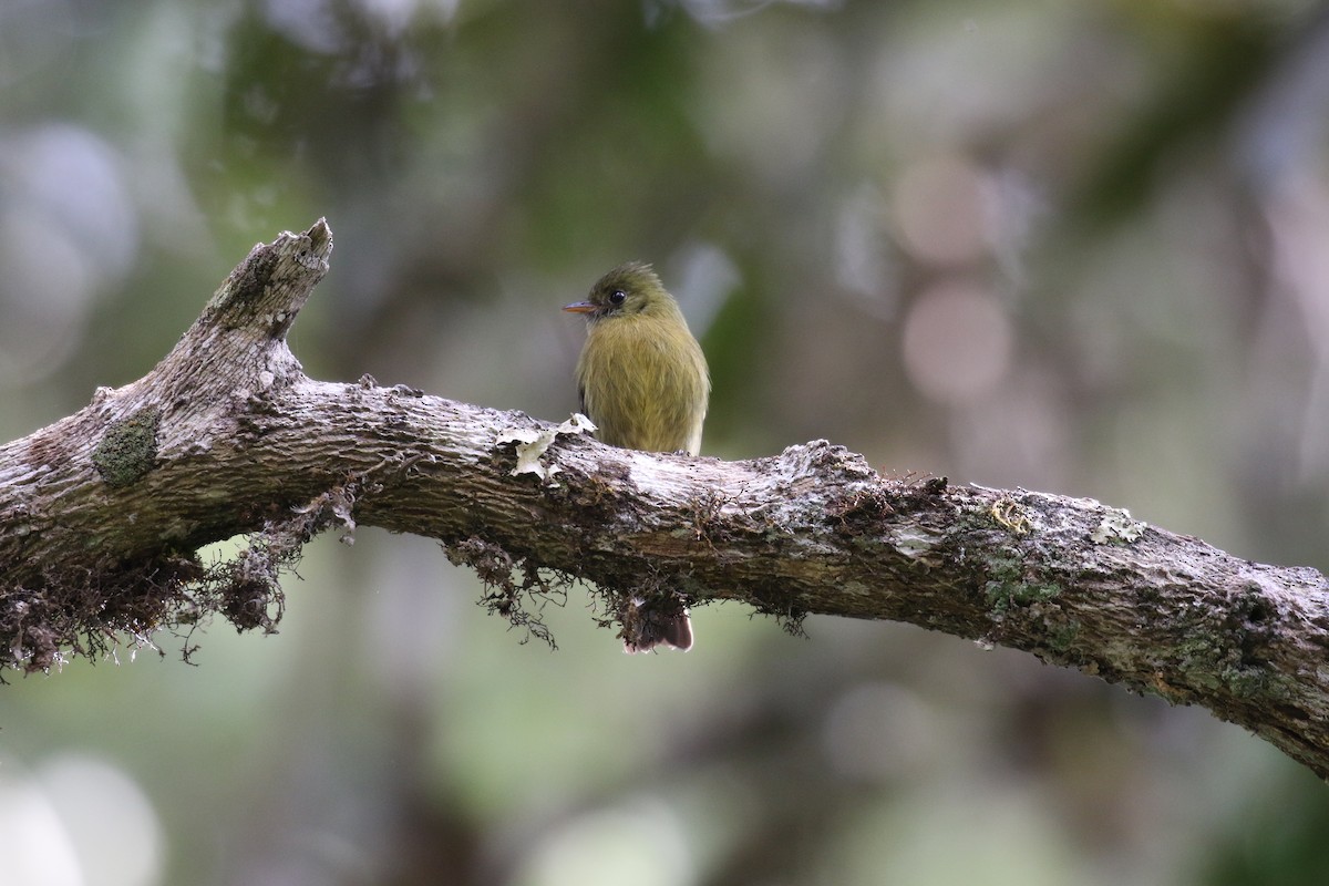 Olive Flycatcher - Fabrice Schmitt