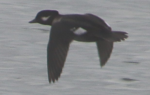 Bufflehead - ML382973941