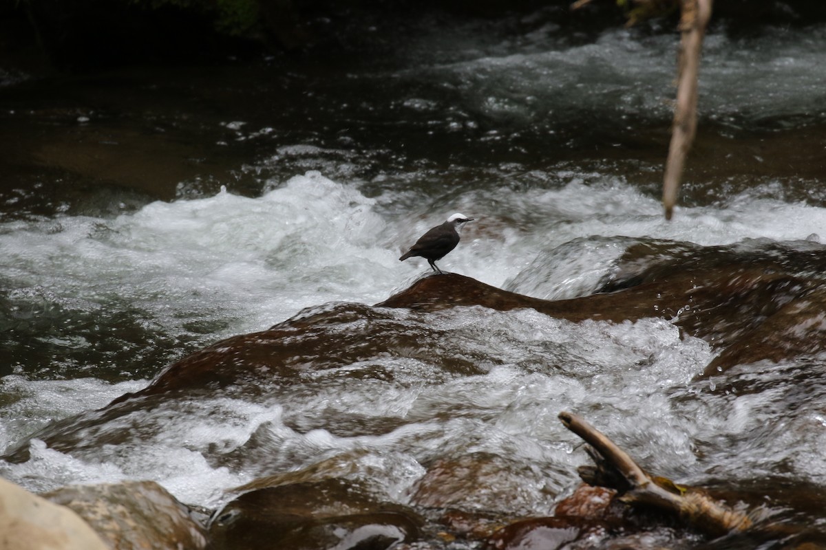 Weißkopf-Wasseramsel - ML38297421