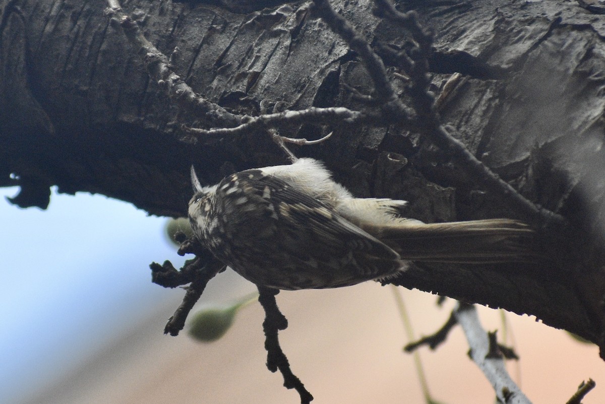 Brown Creeper - ML382974511