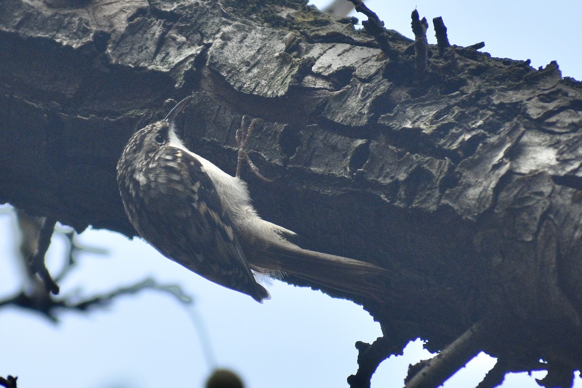 Brown Creeper - ML382974521