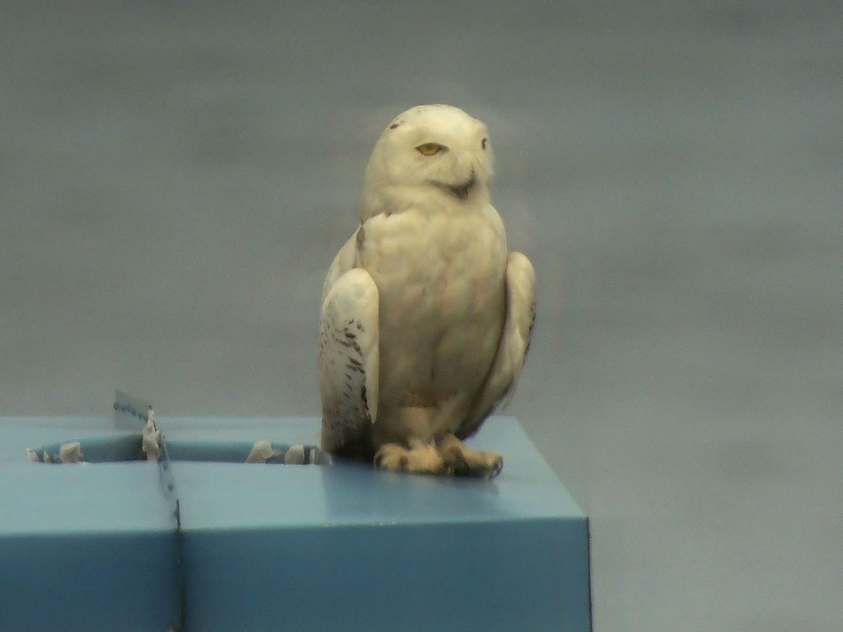 Snowy Owl - ML382974711