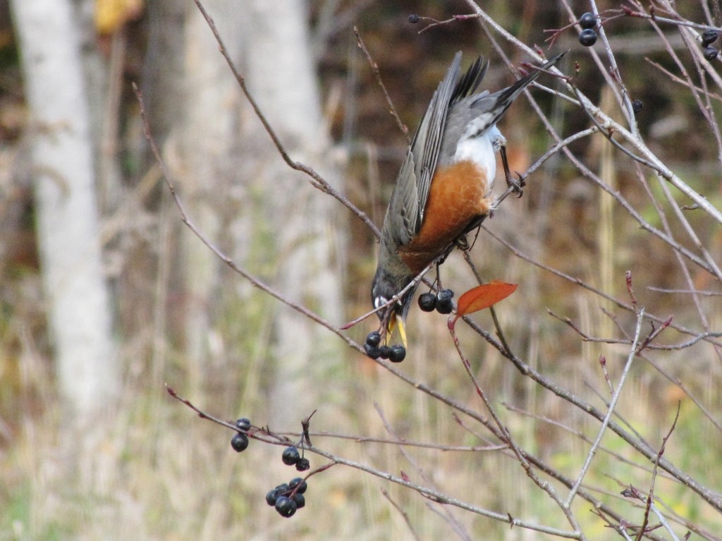 American Robin - Suzanne Maillé COHL