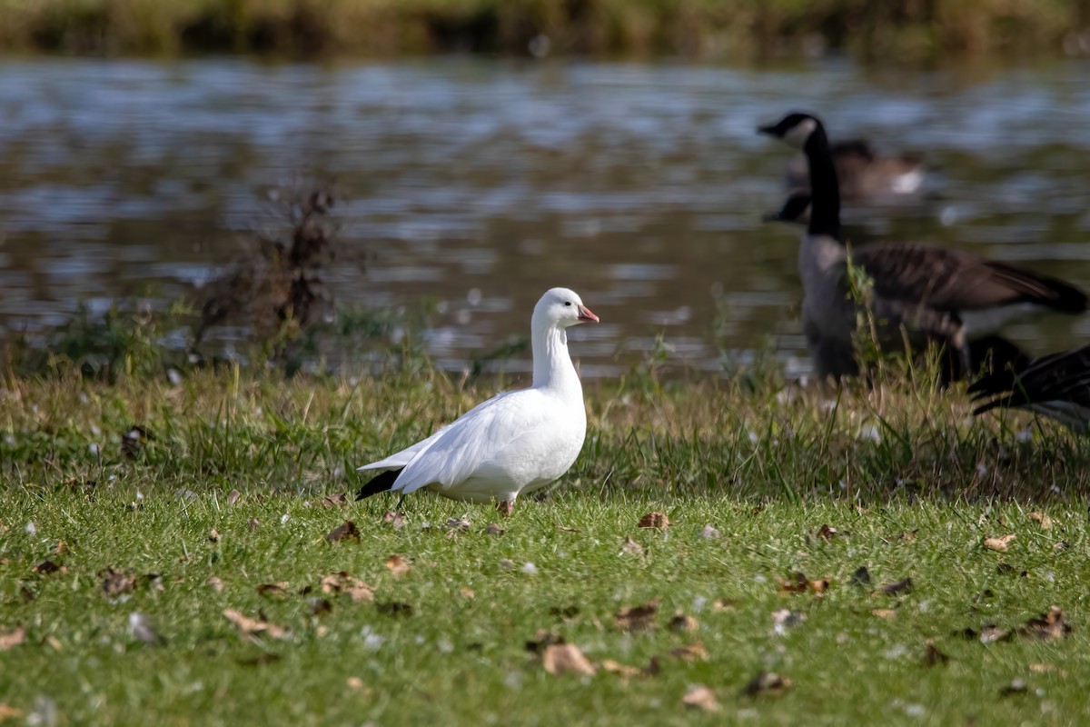 Ross's Goose - Nick  Waite