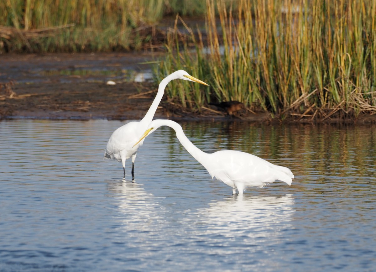 Great Egret - ML382981011