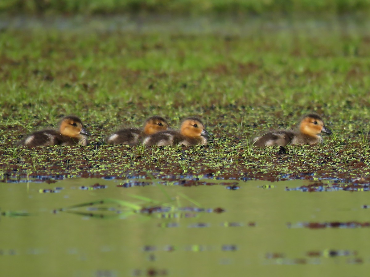 Chiloe Wigeon - ML382981031