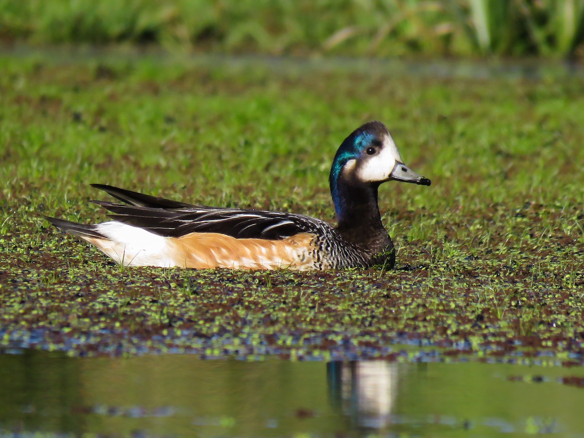 Chiloe Wigeon - ML382981051