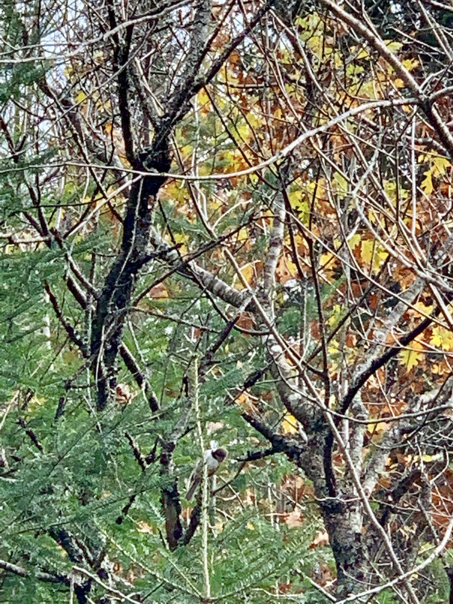 Boreal Chickadee - Cat Graydon