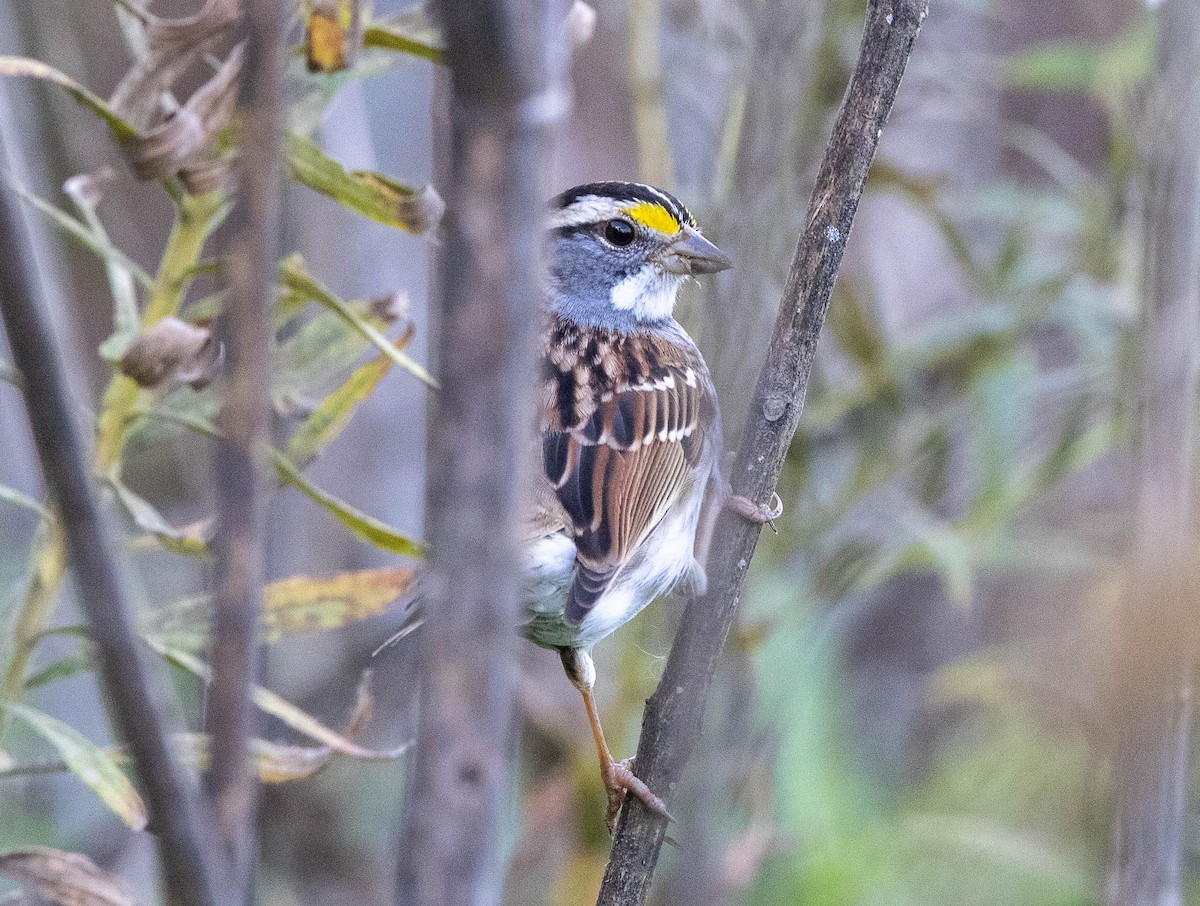 White-throated Sparrow - ML382982811